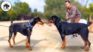 Rottweiler vs Doberman Which Is Best [upl. by Viola]