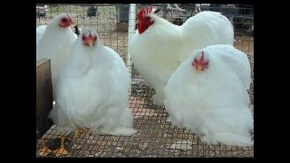 White Cochin Chicken [upl. by Sonstrom]