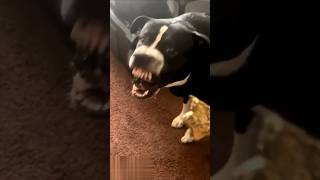 If You See a Dog Barking Like This Do Not Get Close 😨⚠️ scary [upl. by Kristyn]