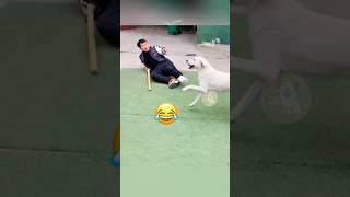 When Your Dog Starts Mocking Your Broken Leg Walk 🐾😂 MyPetsie [upl. by Euqinu]