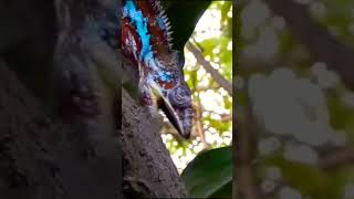 Reptilian Evolution on Planet EARTH [upl. by Yuzik542]