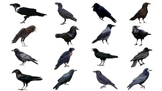 Types Of Crows Part 1  Crow Species  Genus Corvus [upl. by Hnacogn]