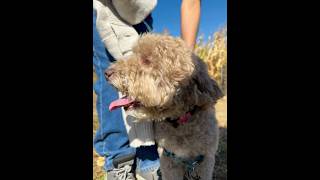 australianlabradoodle happydog cute cornmaze fall autumn labradoodle perro doglife [upl. by Odicalp963]