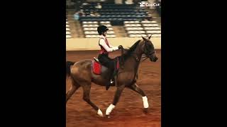 who is this diva mac and jake 💜 fypシ゚ horse lhra equestrian nachs saddlebred saddleseat [upl. by Becki]