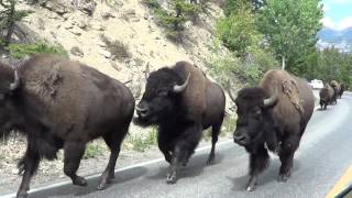 Bison stampede  Yellowstone National Park August 27 2013 [upl. by Talbot859]