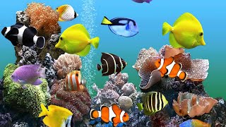 Angels amp Clownfish amp Eels amp Gobies amp Tangs  Saltwater Fish  Quarantined Fish  Reef Aquarium [upl. by Bill]