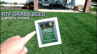 Rhizomatous RTF Tall Fescue Seed 6 Month Old Lawn Update [upl. by Kassaraba]