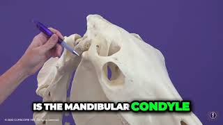 Acupuncture Anatomy Review Locate the Mandibular Condyle with Ease [upl. by Cutcheon]