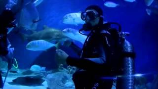 Dive With Sharks at Aquaria KLCC Kuala Lumpur [upl. by Malchus]