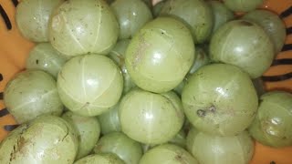 आंवला चीनी से बना लड्डू बर्फी 💖Amla laddu barfi recipe 👌😋tasty healthy sweet [upl. by Dnilasor]