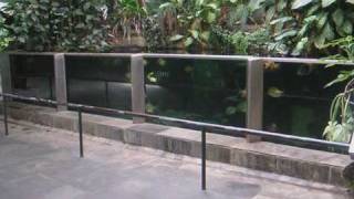 12000 us gallon South America panorama tank  45000 Liter  Kölner Zoo 4452 [upl. by Lashonda]