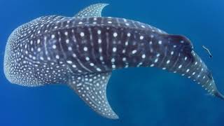 Whale Sharks of Ningaloo [upl. by Nahtahoj]