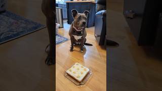 Ashley Elizabeth Pit Bulls Three Dog Bakerty Birthday day cake [upl. by Younger]