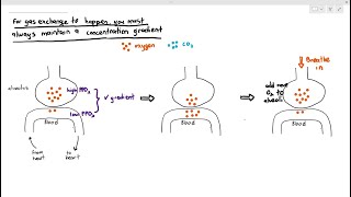 94 Maintaining the Concentration Gradient in the Lung Alveoli Cambridge AS A Level Biology 9700 [upl. by Leschen40]