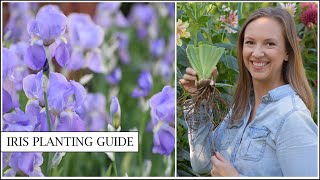 Iris Planting Guide  How to Plant and Divide Bearded Iris Rhizomes  Northlawn Flower Farm [upl. by Krystal]