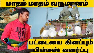 finches valarpu in tamilfinches Bird full informationYasmaking [upl. by Dralliw863]