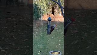 Pileated Woodpecker At My Bird Feeder birds birdlovers backyardbirds [upl. by Divadnhoj62]