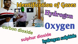 Identification of gases hydrogen oxygen carbon dioxide sulphur dioxide hydrogen sulphide [upl. by Akinnor]