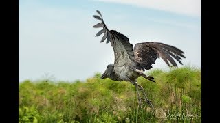 Entebbe  Shoebill Tour  Lake Victoria  June 2018 [upl. by Ailat]