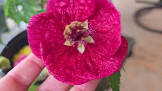 How many varieties of Abutilon flowering maple plants [upl. by Hammond]