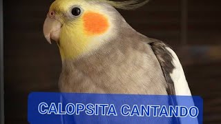 Calopsita cantando e falando alguém sabe onde é o botão de desligar rs [upl. by Tymes]