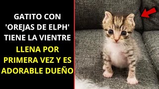 Gato con orejas de elfo tiene la barriga llena por primera vez y un dueño adorable [upl. by Ahsen]