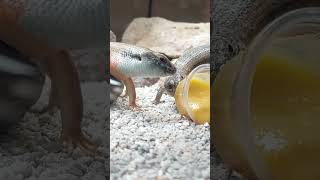 skinks are cute but not the smartest [upl. by Arrimat]