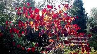 Cercis canadensis Forest Pansy [upl. by Gerty]