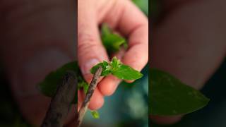 Chickweed Offers SO Many Benefits [upl. by Engel]