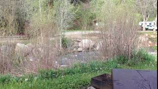 Peaceful Setting at Colorados Pagosa Riverside Campground [upl. by Zumwalt]