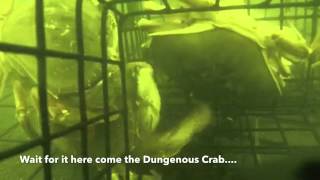 5th Annual Crab Catch Lawsons Landing Aka Dillon Beach California [upl. by Keryt]