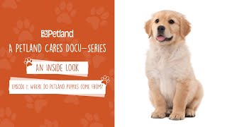 Petland  An Inside Look  Mini Docuseries Episode 1 Where do Petland puppies come from 2019 [upl. by Nivrad]