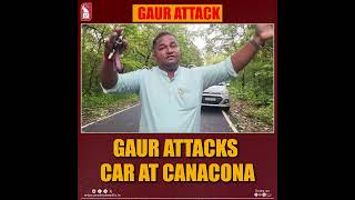 Gaur Attacks Car At Canacona [upl. by Kipton862]