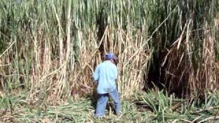 cortando maralfalfa en amatlan de cañas [upl. by Sender]