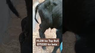 hldb top bull dairyfarm [upl. by Atteram150]