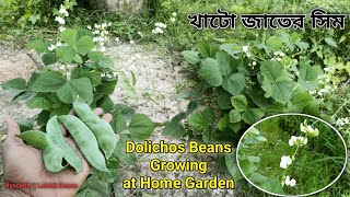 How to Grow Dolichos BeansHyacinth or Lablab Beans Growing at Home GardenSeed to Harvesting [upl. by Ahseen475]