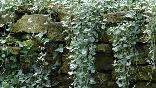 Silver Falls Dichondra Easy Progagation Dont cut it just yet [upl. by Onaicilef]