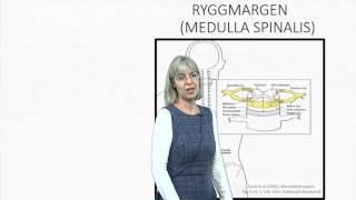 Nervesystemet del 22 [upl. by Bugbee]