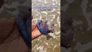 Rescue Completed  quot2 Barred Surfperch Fishes Lifes Saved Todayquot searescue beachrescue trending [upl. by Eltsirhc]