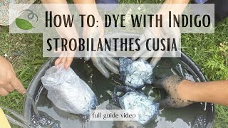 Part 2  How to Dye with Indigo Strobilanthes Cusia  full guide video [upl. by Airak622]