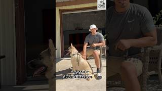 how to desensitize German shepherd germanshepherd dogtraining boarding [upl. by Briano]