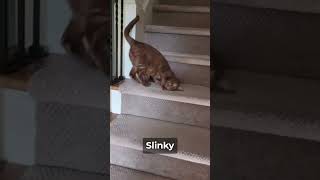 slinky kitty goes down stairs [upl. by Edyaj450]