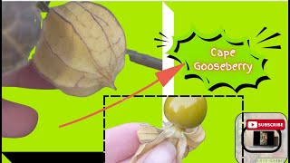 🫐PHYSALIS FRUIT  HOW BIG Do They GROW  Growing Cape Gooseberries From a Fruit in SOUTH AFRICA 🫐 [upl. by Ahsitak]