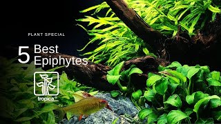 Top 5 Best Aquarium Plants to Attach to WoodRock [upl. by Ettelocin]