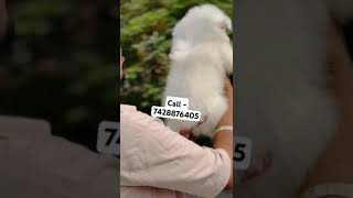 Super quality Germen Spitz puppies for sale in Delhi ncr puppyshop puppygram puppyspot puppylife [upl. by Jaret]