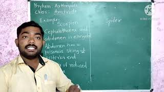 Kingdom  Animalia Phylum  Arthropoda Class Arachnida And Merostomata [upl. by Merna841]