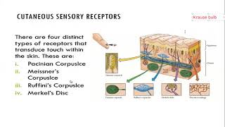 SOMATOSENSORY PHYSIOLOGY [upl. by Studner]