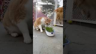 My First Attempt at Hydroponic Grass Growing for the Cats in this Pawsible Minute  soillessgrowing [upl. by Celin113]