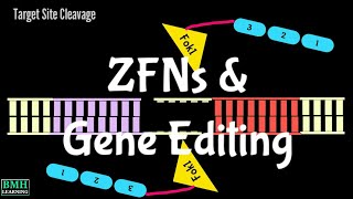 ZFNs  Gene Editing Using Zinc Finger Nucleases  ZFN Mediated Gene Editing  Gene Editing Nucleases [upl. by Krischer]