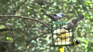 gray Palm Tanager [upl. by Illek]